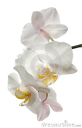 Phalaenopsis orchid flower isolated on white Stock Photo