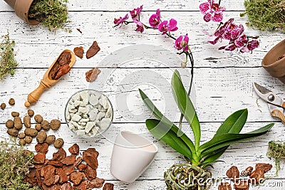 Phalaenopsis orchid flowers. Flowerpots, pine bark, expanded clay, moss and shovel for planting Orchidea flowers in pots. Stock Photo