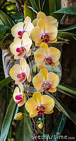 Phalaenopsis orchid hybrids. Beautiful yellow orchid blooming in Stock Photo
