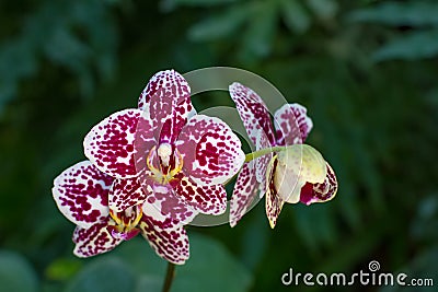 Phalaenopsis orchid spotty. Stock Photo
