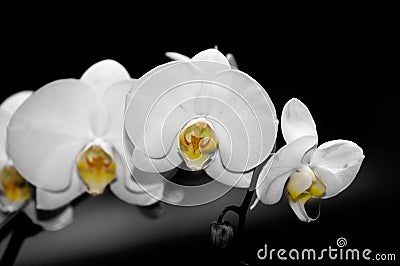 Phalaenopsis Orchids Stock Photo