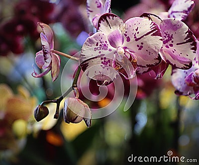 Phalaenopsis orchids purple and white speckled Stock Photo