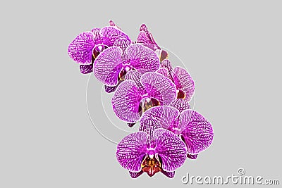 Phalaenopsis Orchids Stock Photo