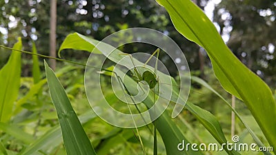 The phaneroptera falcata grasshopper (mecopoda nipponensis) perches on a green plant leaf. Photo shot on the mountain Stock Photo