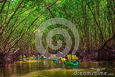 Group of tourists kayaking in the mangrove jungle Editorial Stock Photo