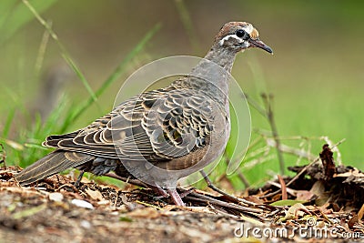 Phaps chalcoptera - Common Bronzewing on the grass Stock Photo