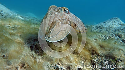 Sepia pharaonis. Mollusks, type of Mollusk. Head-footed mollusks. Cuttlefish squad. Pharaoh cuttlefish. Stock Photo