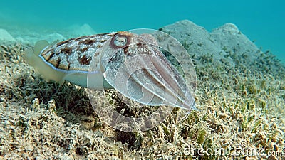 Sepia pharaonis. Mollusks, type of Mollusk. Head-footed mollusks. Cuttlefish squad. Pharaoh cuttlefish. Stock Photo