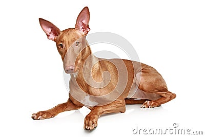 Pharaoh hound Stock Photo