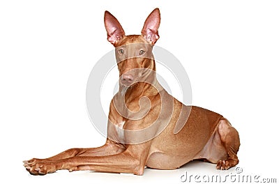 Pharaoh hound dog Stock Photo