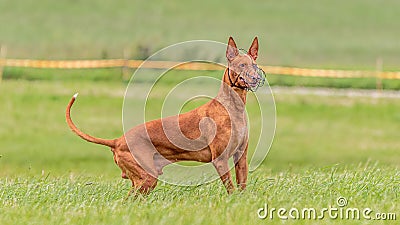 Pharaoh Hound dog in the field on running competition Stock Photo