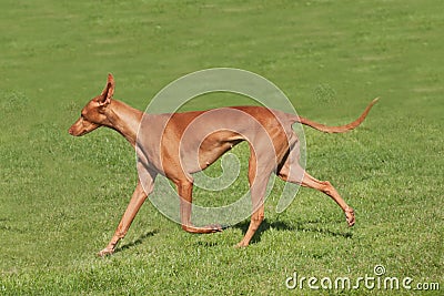 Pharaoh hound pacing Stock Photo