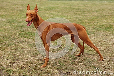 Pharaoh hound / Pharaoh dog Stock Photo