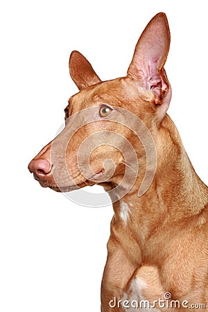 Pharaoh hound portrait Stock Photo