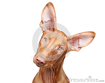 Pharaoh hound puppy. Close-up portrait Stock Photo