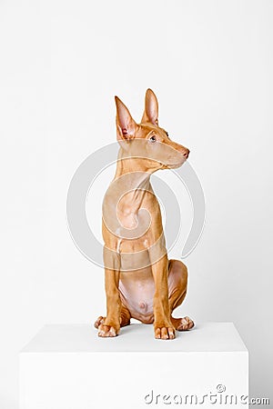 Pharaoh hound red dog puppy. Close-up portrait on a white background Stock Photo