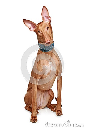 Pharaoh hound on a white background Stock Photo