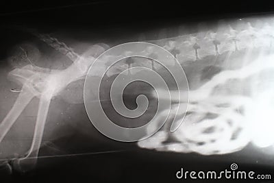 Phase-contrast X-ray image of intestine by dog Stock Photo