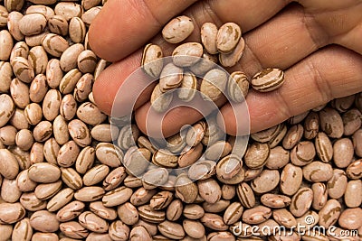 Pinto Bean legume. Person with grains in hand. Macro. Whole food Stock Photo