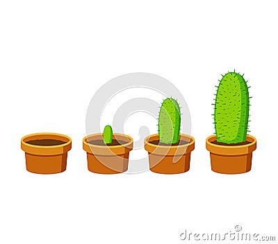 Phases cactus growth islated on white background. Cactus in flower pot in flat style. Timeline infographic of growth Vector Illustration