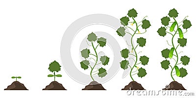 Phases of growth of a cucumber. Phases of vegetation of a cucumber. Cartoon Illustration