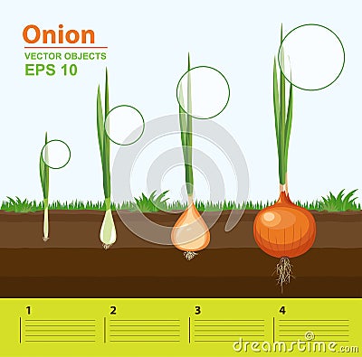 Phases of growth of a onion in the garden. Growth, development and productivity of onion. Growth stage Vector Illustration