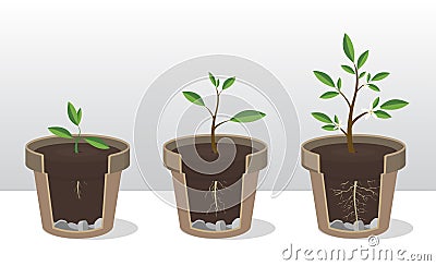 Phases of growth of a plant with the roots and shoots. Rooted Sprout in flowerpot Vector Illustration