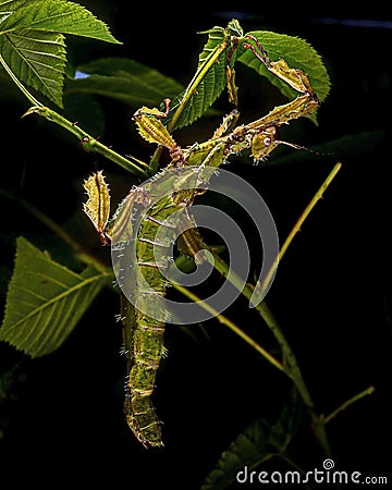 Phasmida Extatosoma tiaratum in HDR Stock Photo