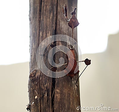 Phasmids Insects on the block. stick insects. Stock Photo