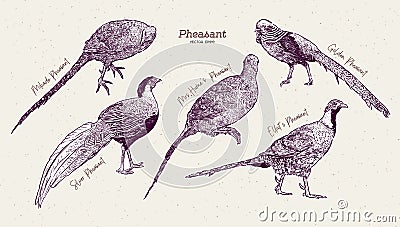 Pheasant Collection, hand draw sketch vector Vector Illustration