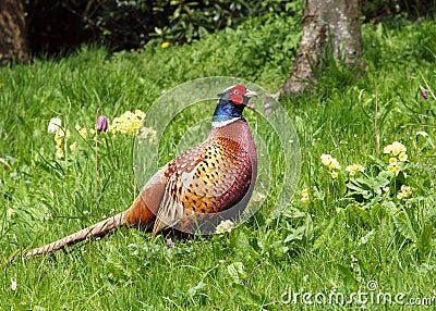 Pheasant Stock Photo