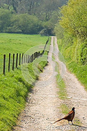 Pheasant in English Countryside Stock Photo