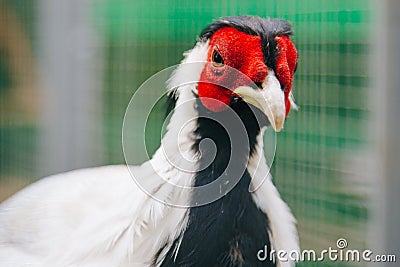 Pheasant. Poultry yard. Bird with Bright Feathers Stock Photo