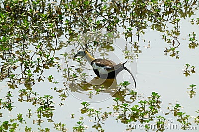 Pheasant-tailed Jacana feeding in a pond with vegetation. Long-tailed bird. Stock Photo