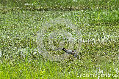 Pheasant-tailed Jacana feeding in a pond with vegetation. Long-tailed bird. Stock Photo