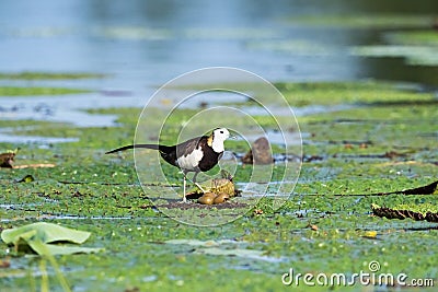 Pheasant-tailed jacana Stock Photo