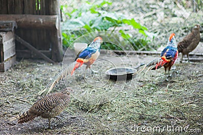 Pheasants in the cage Stock Photo