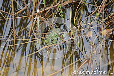 phelophylax, Green jumping frog on the dam of the pond in the water Stock Photo