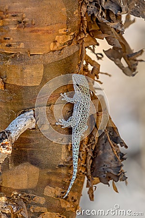 Thicktail day gecko, Phelsuma breviceps, Arboretum d`Antsokay, Madagascar Stock Photo