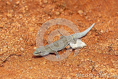 Thicktail day gecko, Phelsuma mutabilis, Miandrivazo, Madagascar wildlife Stock Photo