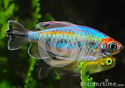 What is a Congo tetra?