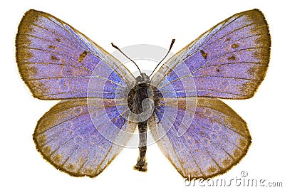 Phengaris arion (Large blue) Stock Photo