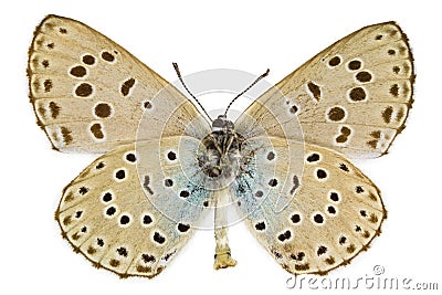 Phengaris arion (Large blue) Stock Photo