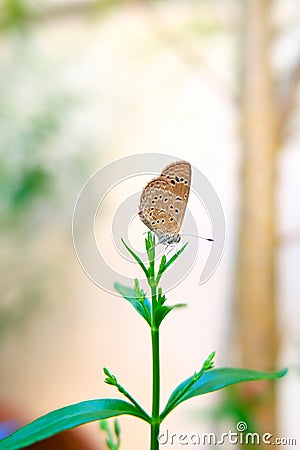 Phengaris, Butterfly, moths, Dusky large blue, Phengaris alcon. Stock Photo