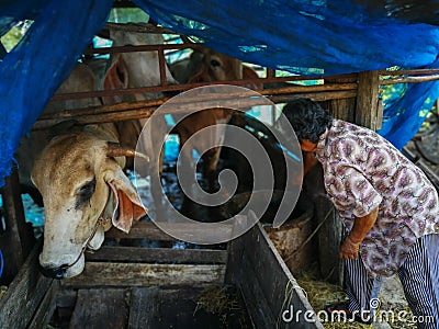 PHICHIT, THAILAND OCTOBER 25 : A farm worker cleaning the Cows f Editorial Stock Photo