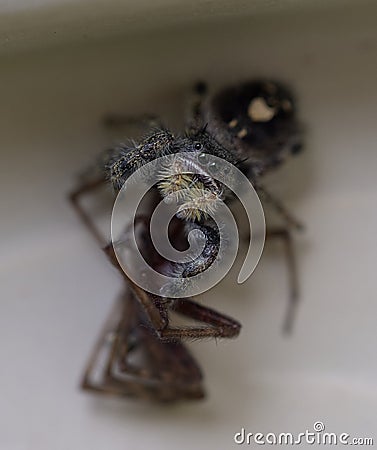 Phidippus audax Stock Photo