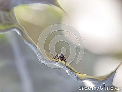 Phidippus audax,jumping spider Stock Photo