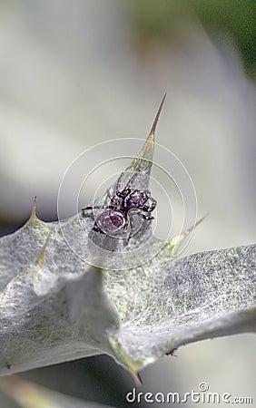 Phidippus audax,jumping spider Stock Photo