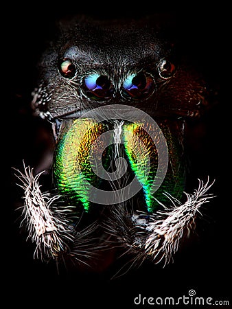 Phidippus audax jumping spider head Stock Photo