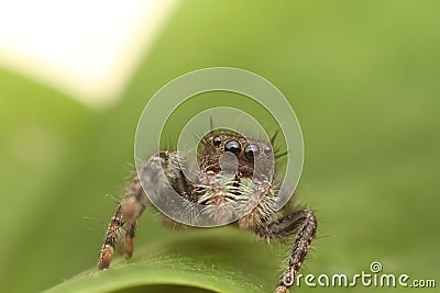 Phidippus audax Jumping Spider Stock Photo